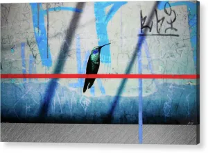 Humming Bird Grafitti - Acrylic Print