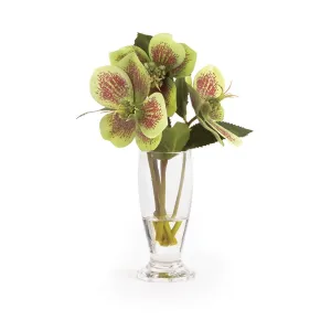Napa Home Garden, HELLEBORES 7" ARNGMNT IN URN BG,cc274gr