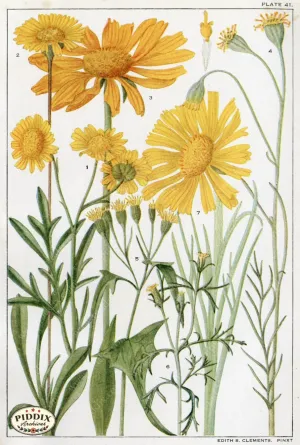 PDXC11395 -- Flowers
