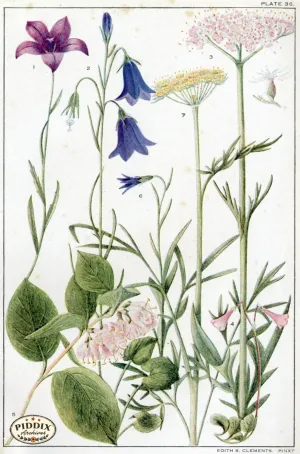 PDXC11399 -- Flowers