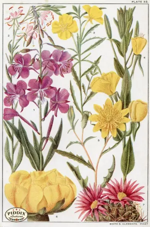PDXC11401 -- Flowers