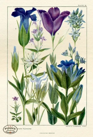 PDXC11408 -- Flowers