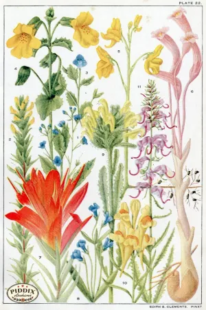 PDXC11409 -- Flowers