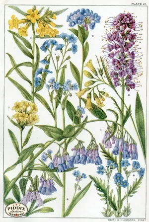 PDXC11411 -- Flowers