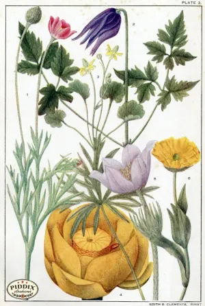 PDXC11414 -- Flowers