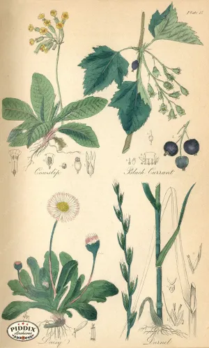 PDXC12014 -- Flowers Botanical Print