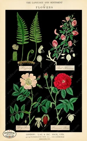 PDXC12047b -- Original Flower Collages