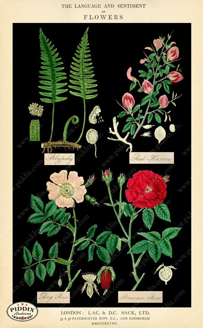 PDXC12047b -- Original Flower Collages