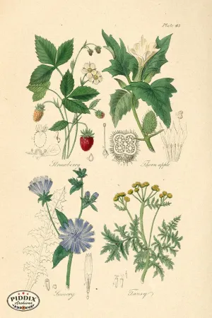 PDXC12056e -- Flowers