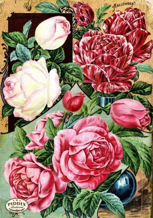 PDXC1506 -- Vintage Rose Culture Catalogs
