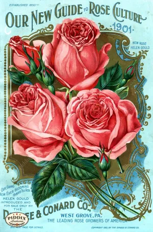 PDXC1511 -- Vintage Rose Culture Catalogs
