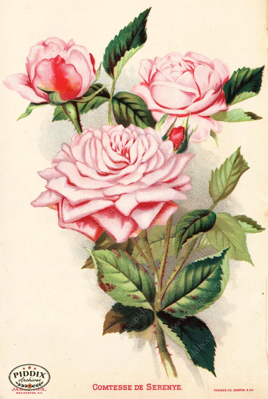 PDXC1567 -- Vintage Rose Culture Catalogs
