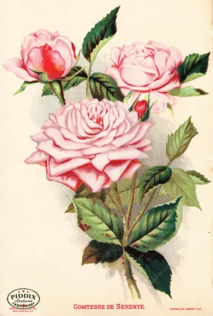 PDXC1567 -- Vintage Rose Culture Catalogs