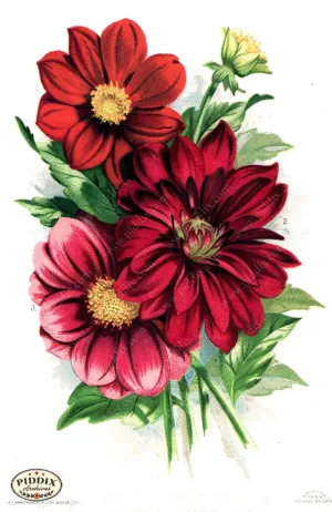 PDXC1568 -- Flowers