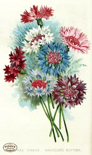 PDXC1575 -- Flowers