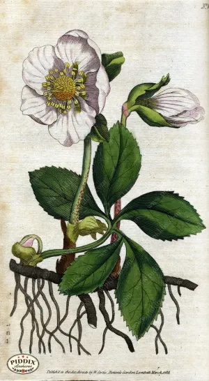 PDXC1729 -- Flowers