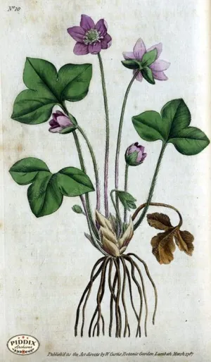 PDXC1731 -- Flowers