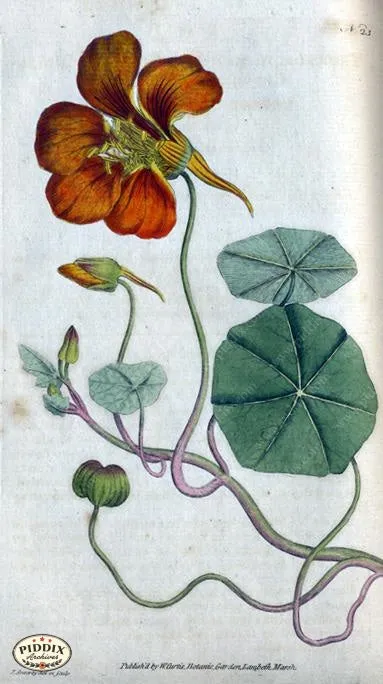 PDXC1740 -- Flowers