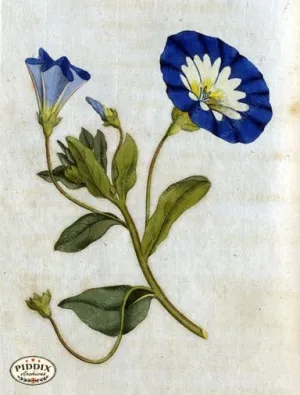 PDXC1741 -- Flowers