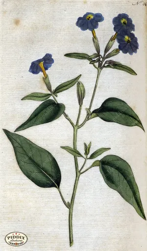 PDXC1744 -- Flowers