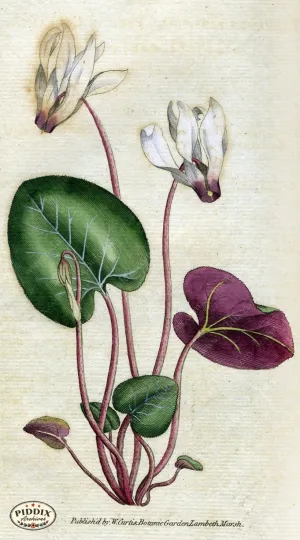 PDXC1750 -- Flowers