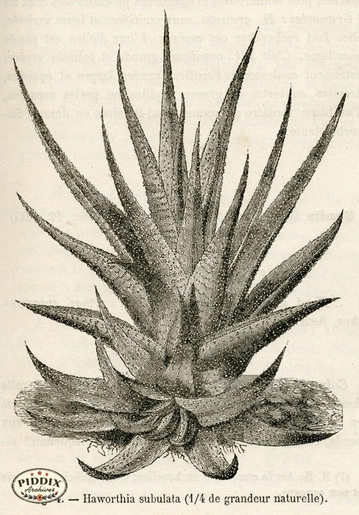 PDXC17532 -- Cacti, Desert Flowers & Succulents
