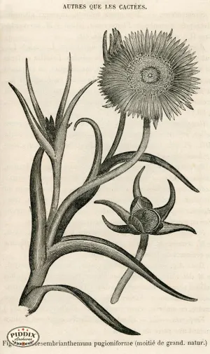 PDXC17534 -- Cacti, Desert Flowers & Succulents