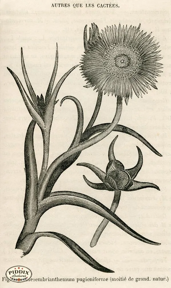 PDXC17534 -- Cacti, Desert Flowers & Succulents