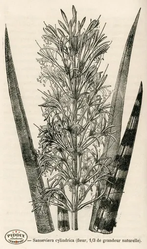 PDXC17537 -- Cacti, Desert Flowers & Succulents