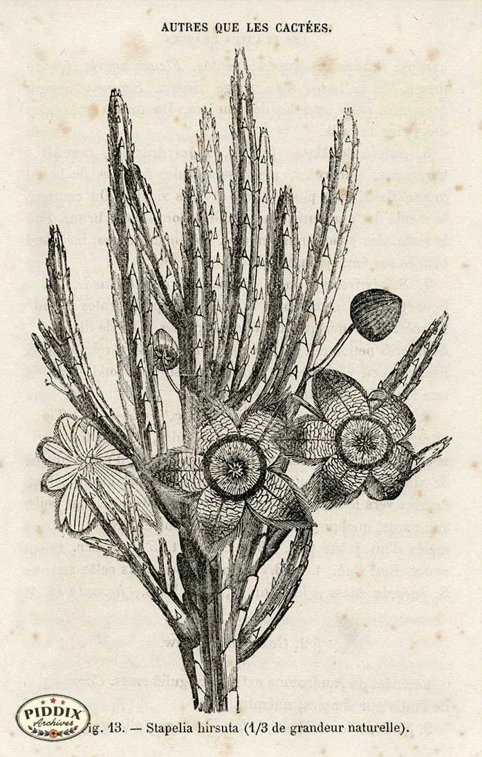 PDXC17539 -- Cacti, Desert Flowers & Succulents