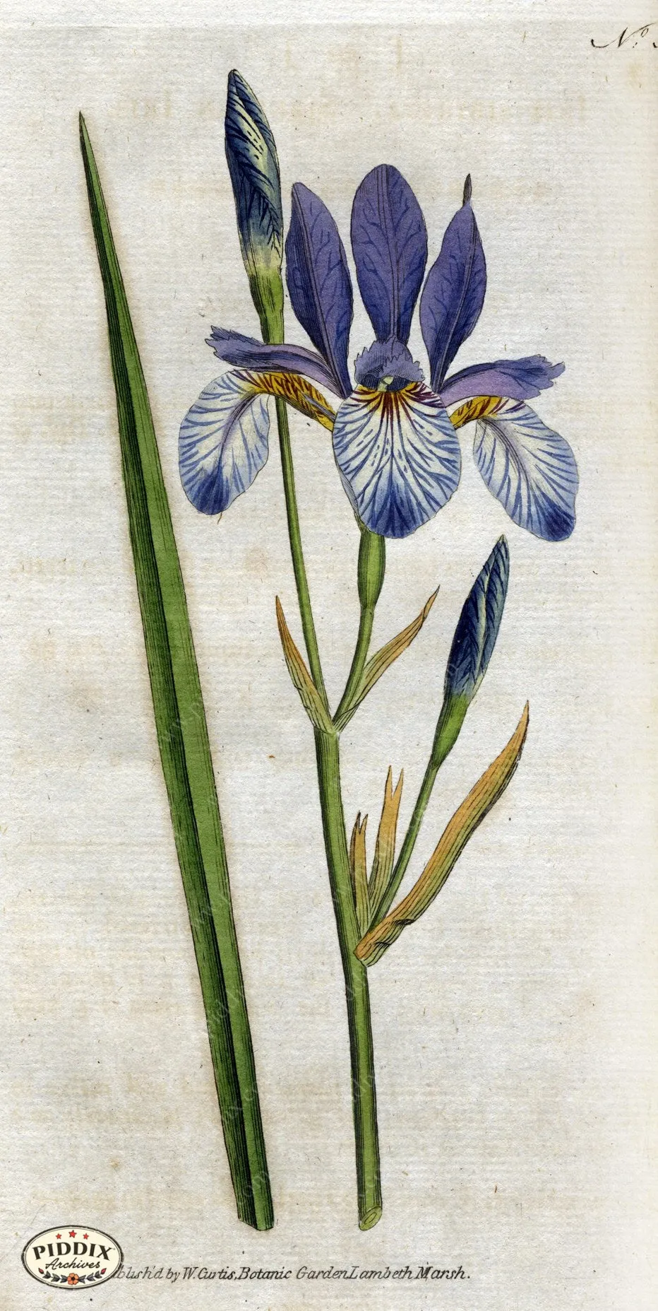 PDXC1755 -- Flowers