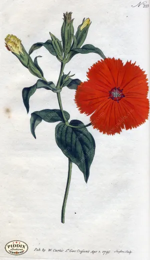 PDXC1762 -- Flowers