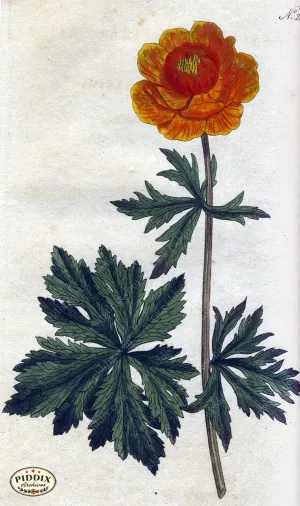 PDXC1764 -- Flowers