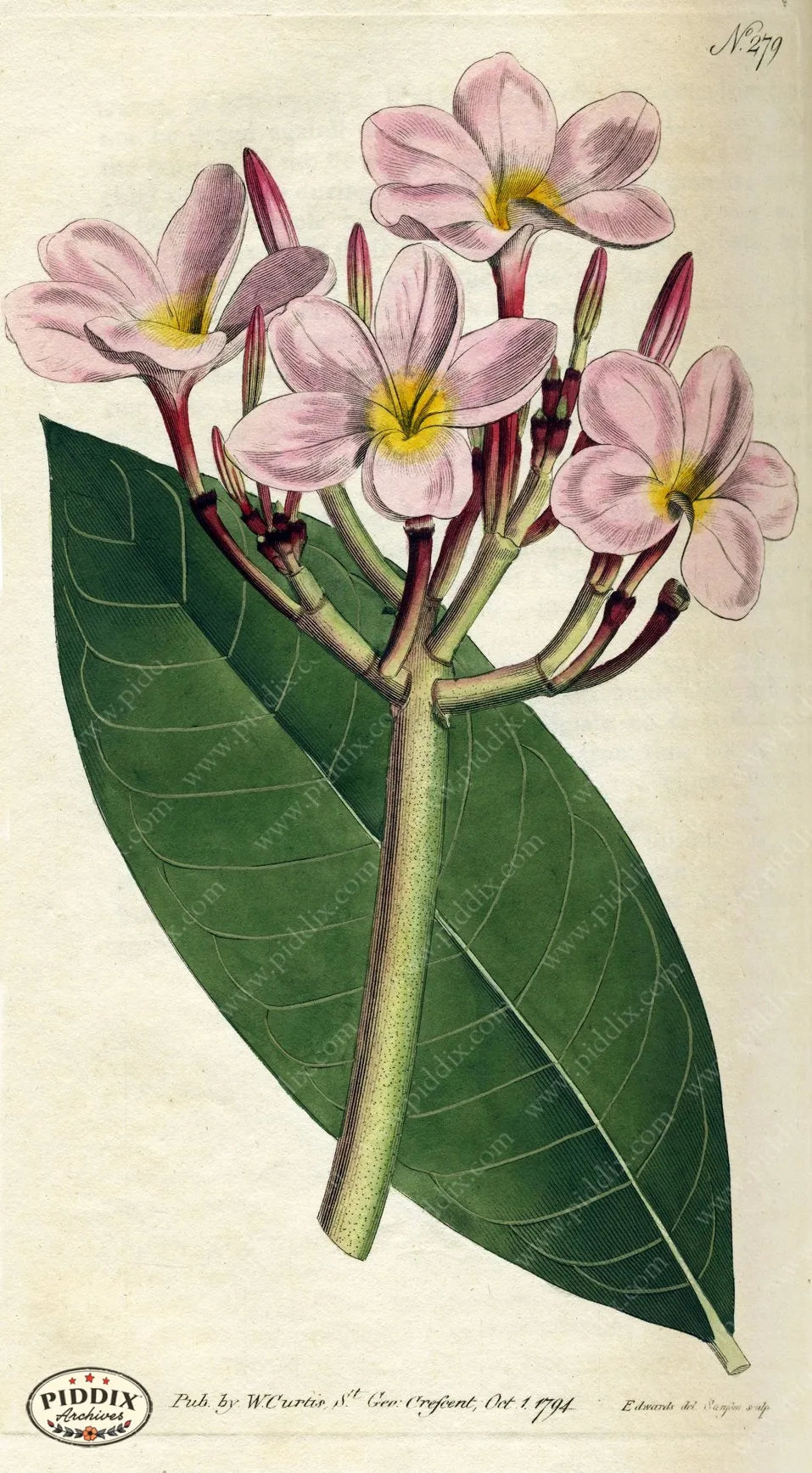 PDXC1771 -- Flowers