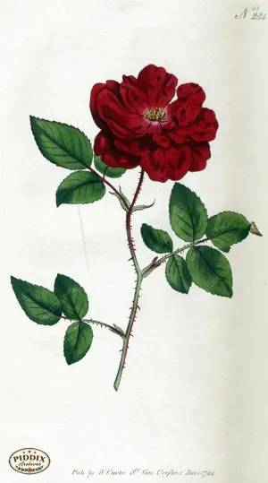 PDXC1772 -- Flowers