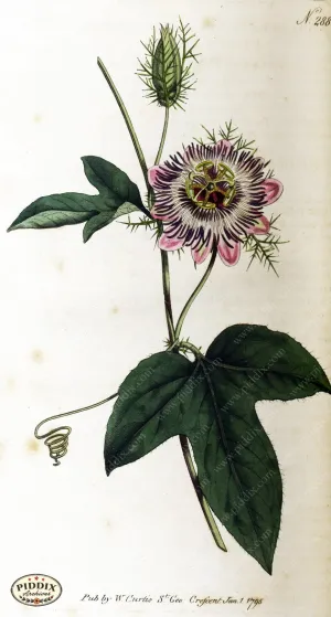 PDXC1773 -- Flowers