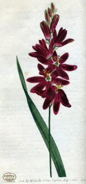 PDXC1777 -- Flowers