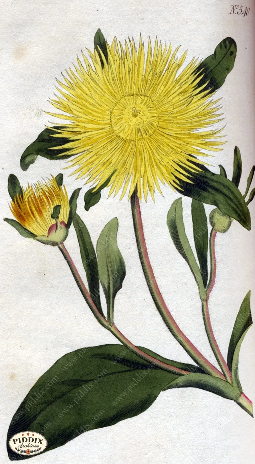 PDXC1780 -- Flowers