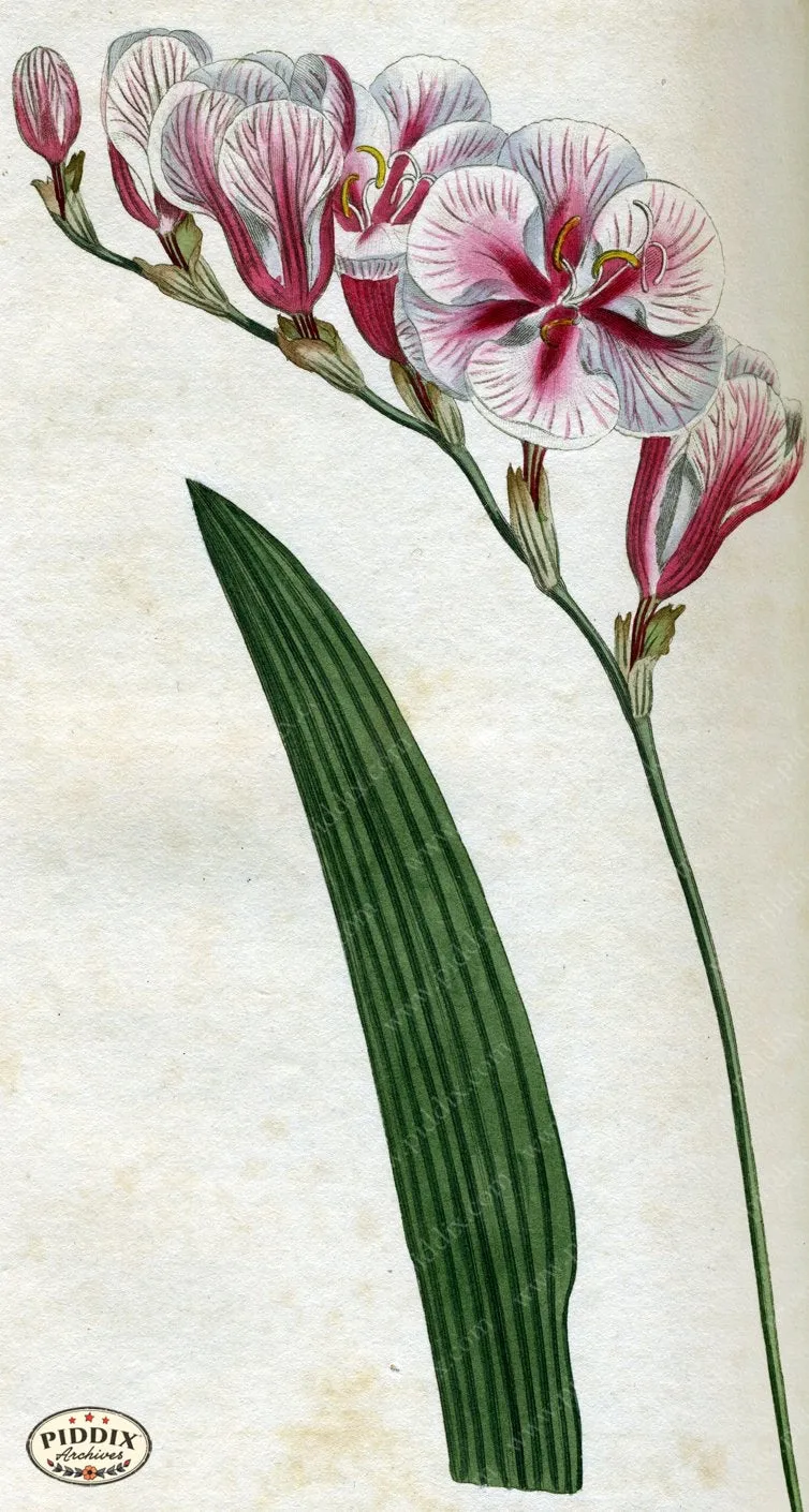 PDXC1783 -- Flowers