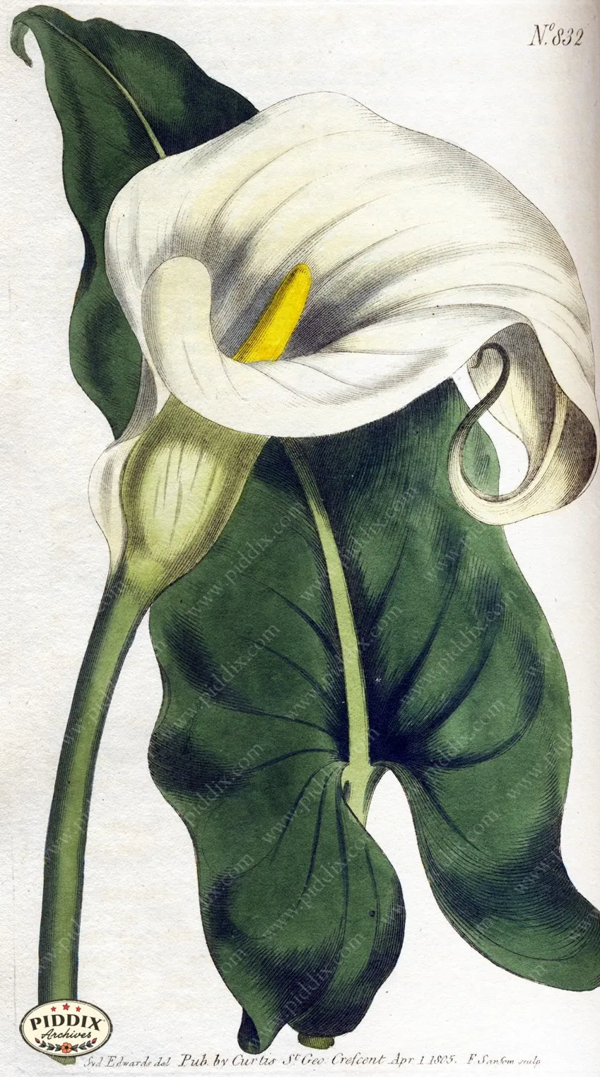 PDXC1793 -- Flowers