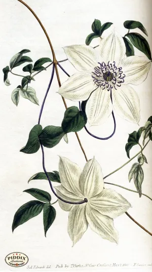PDXC1794 -- Flowers