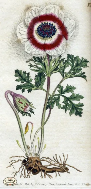 PDXC1796 -- Flowers
