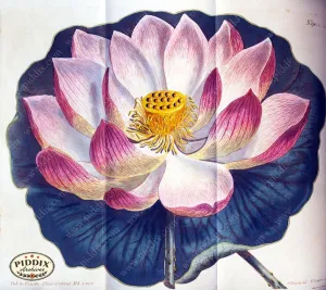 PDXC1804 -- Flowers