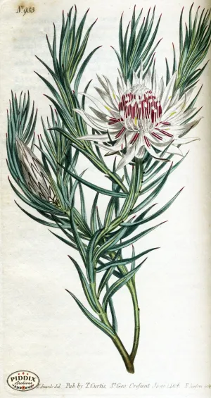 PDXC1807 -- Flowers