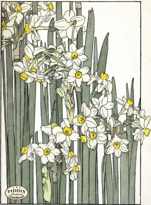 PDXC1864 -- Flowers