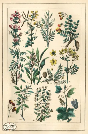 PDXC18826 -- Flowers
