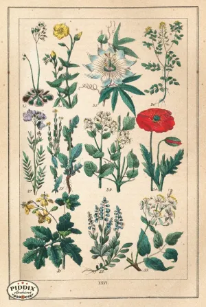 PDXC18830 -- Flowers