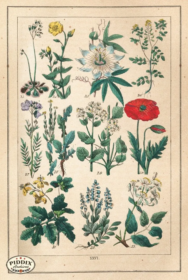 PDXC18830 -- Flowers