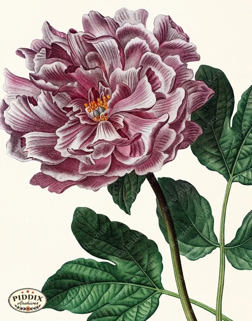 PDXC19266 -- Peonies