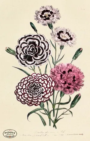 PDXC19324a -- Flowers
